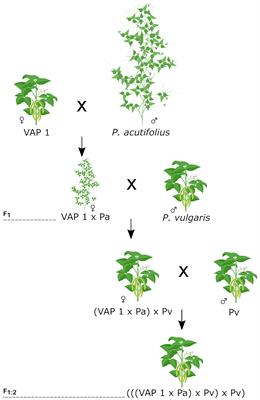 Interspecific common bean population derived from Phaseolus acutifolius using a bridging genotype demonstrate useful adaptation to heat tolerance